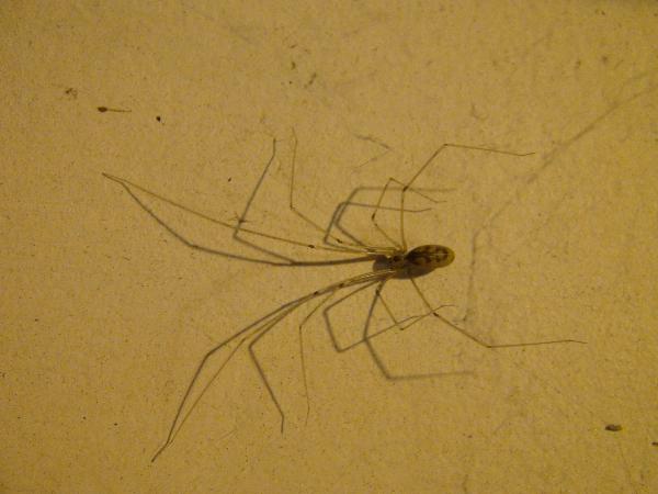 Photo of Pholcus phalangioides by Les Leighton